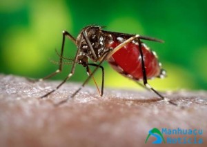 chikungunya e zika vírus