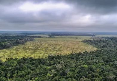 Desmatamento na Amazônia cai 60% em janeiro deste ano